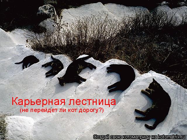 Карьерная лестница (не перейдет ли кот дорогу?)... Котоматрица: Карьерная лестница (не перейдет ли кот дорогу?)