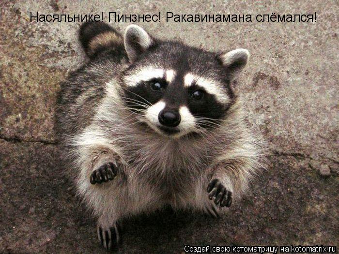 Насяльнике! Пинзнес! Ракавинамана слёмался!... Котоматрица: Насяльнике! Пинзнес! Ракавинамана слёмался!