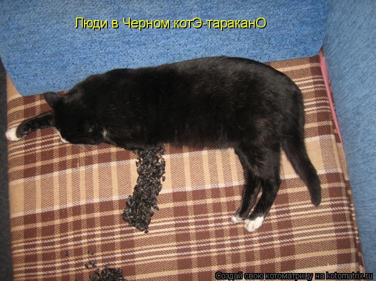 Люди в Черном:котЭ-тараканО... Котоматрица: Люди в Черном:котЭ-тараканО