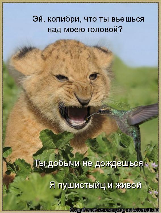 Котоматрица: Эй, колибри, что ты вьешься над моею головой? Ты добычи не дождешься Я пушистыйц и живой