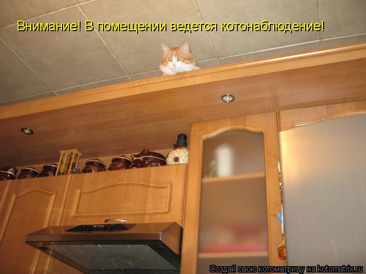 Котоматрица: Внимание! В помещении ведется котонаблюдение!