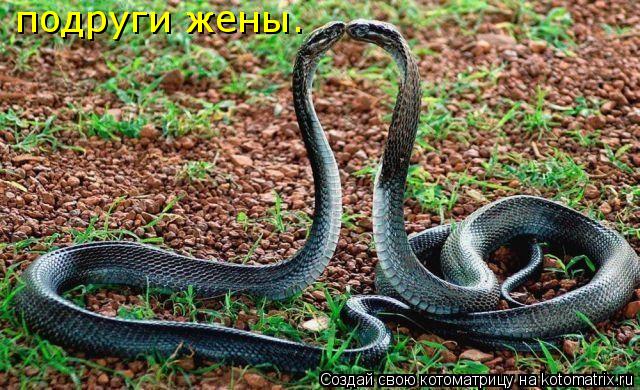 Котоматрица: подруги жены.