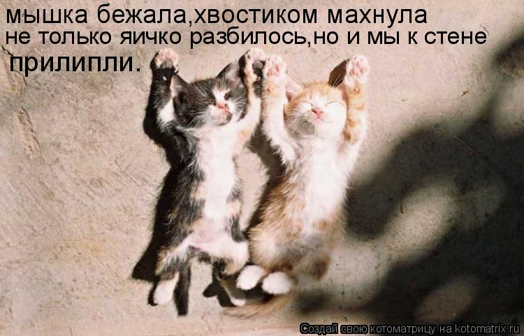 Котоматрица: мышка бежала,хвостиком махнула не только яичко разбилось,но и мы к стене прилипли.