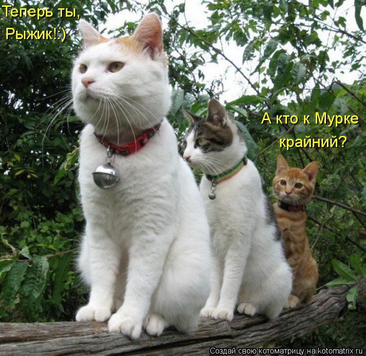Котоматрица: А кто к Мурке крайний? Теперь ты, Рыжик!:)