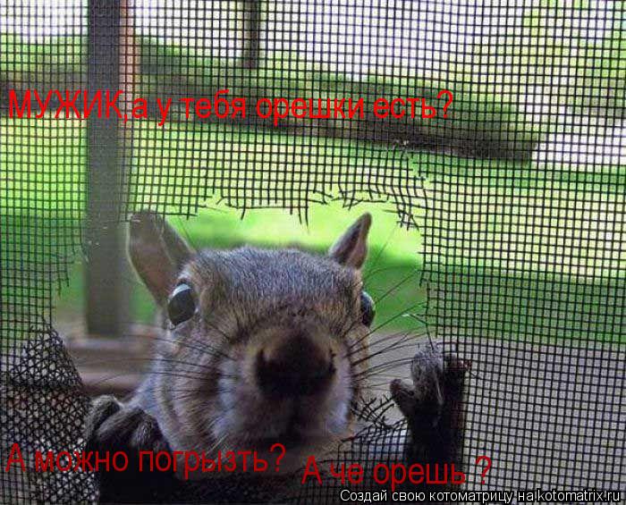 Котоматрица: МУЖИК,а у тебя орешки есть? А можно погрызть? А че орешь ?