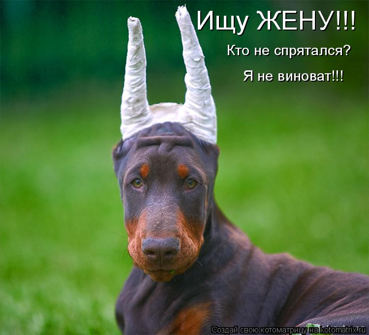 Котоматрица: Ищу ЖЕНУ!!! Кто не спрятался? Я не виноват!!!