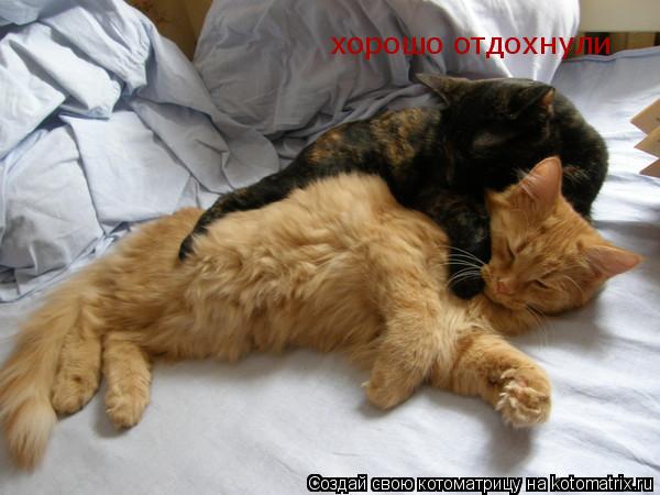 Котоматрица: хорошо отдохнули