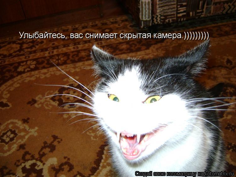 Котоматрица: Улыбайтесь, вас снимает скрытая камера.)))))))))