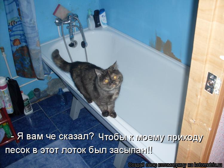 Котоматрица: - Я вам че сказал? Чтобы к моему приходу песок в этот лоток был засыпан!!