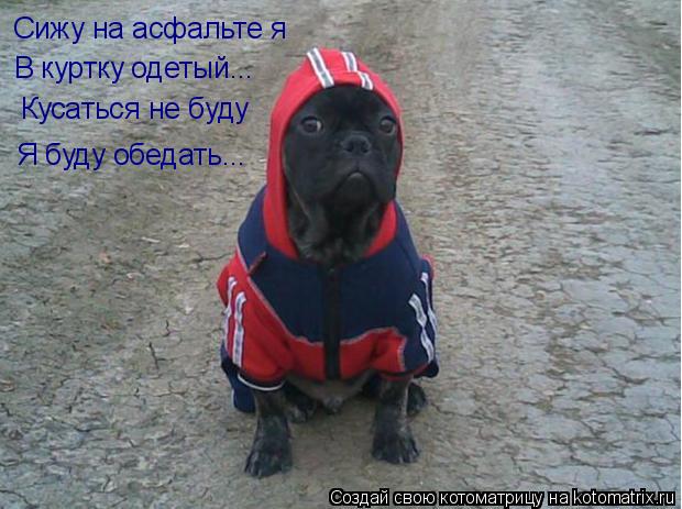 Котоматрица: Сижу на асфальте я В куртку одетый... Кусаться не буду Я буду обедать...