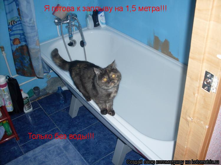 Котоматрица: Я готова к заплыву на 1,5 метра!!! Только без воды!!!