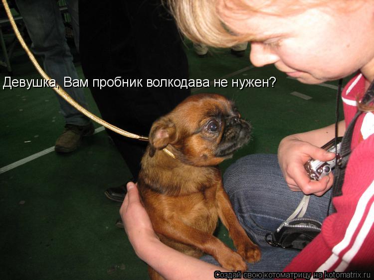 Котоматрица: Девушка, Вам пробник волкодава не нужен?