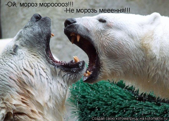 Котоматрица: -Ой, мороз морооооз!!! -Не морозь мееення!!!