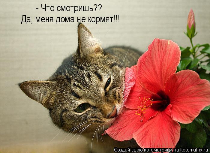 Котоматрица: - Что смотришь?? Да, меня дома не кормят!!!