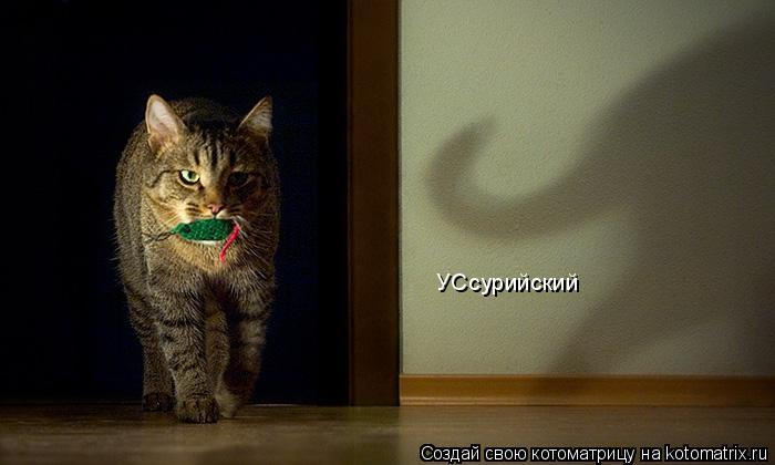 Котоматрица: УСсурийский