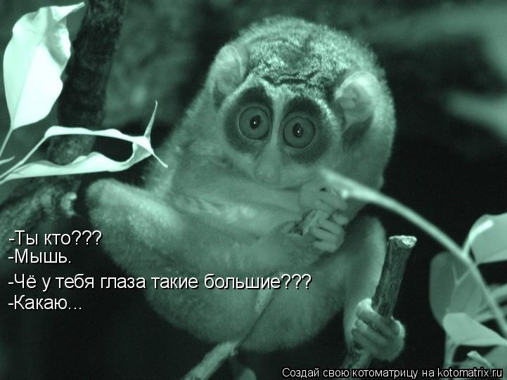 Котоматрица: -Чё у тебя глаза такие большие??? -Ты кто??? -Мышь. -Какаю...
