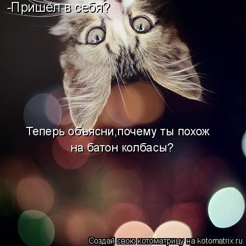 Котоматрица: -Пришёл в себя? Теперь объясни,почему  ты похож на МОЮ рыбу? Теперь объясни,почему ты похож  на батон колбасы?