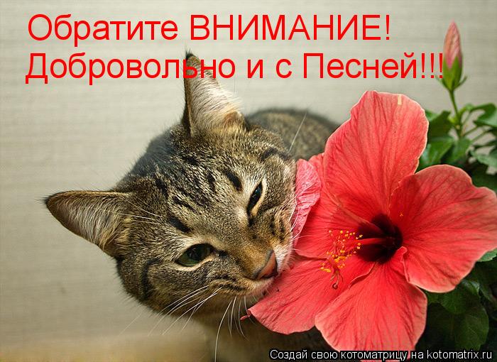 Котоматрица: Обратите ВНИМАНИЕ! Добровольно и с Песней!!!