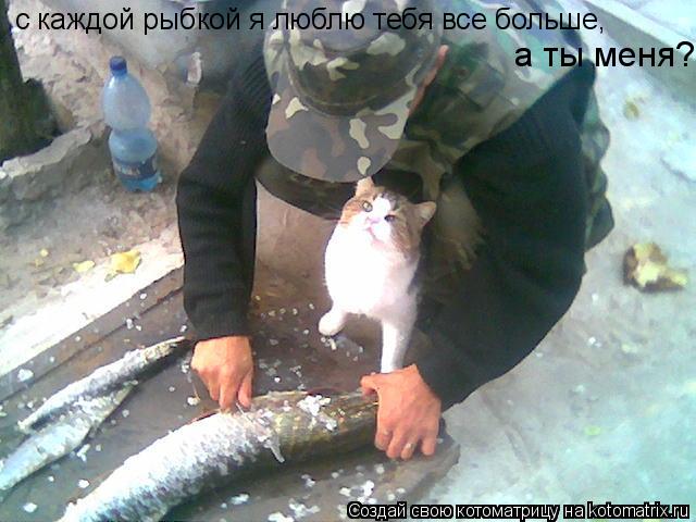 Котоматрица: с каждой рыбкой я люблю тебя все больше, а ты меня?