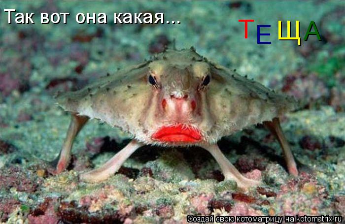 Котоматрица: Так вот она какая... Т Щ А Е