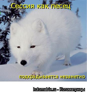 Котоматрица: Сессия как песец подкрадывается незаметно