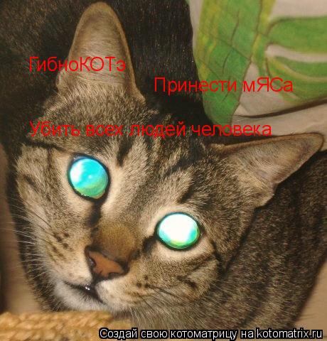 Котоматрица: ГибноКОТэ Убить всех людей человека Принести мЯСа