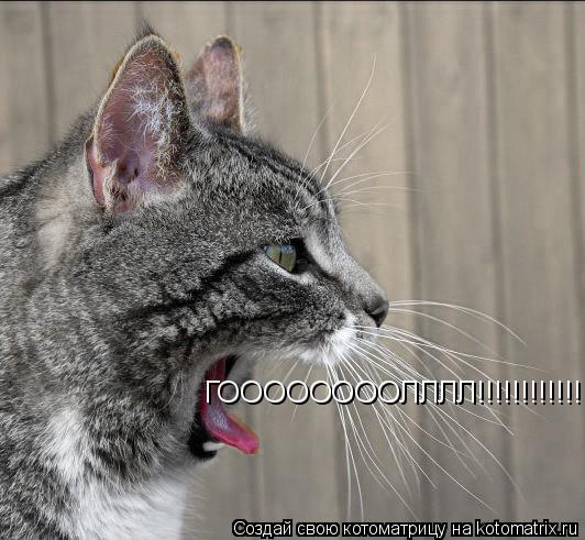 Котоматрица: ГООООООООЛЛЛЛ!!!!!!!!!!!!!!!!!