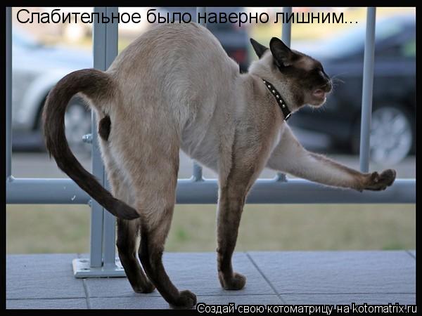 Котоматрица: Слабительное было наверно лишним...