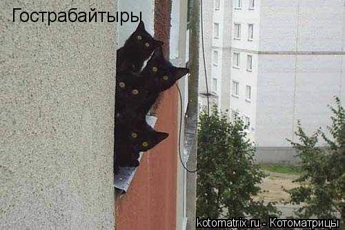 Котоматрица: Гострабайтыры