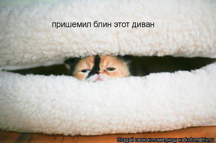 Котоматрица: пришемил блин этот диван  пришемил блин этот диван