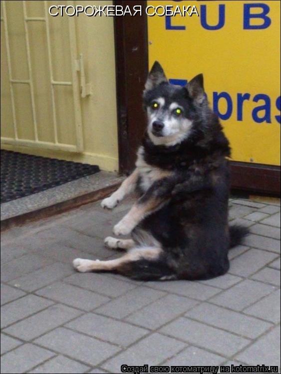 Котоматрица: СТОРОЖЕВАЯ СОБАКА