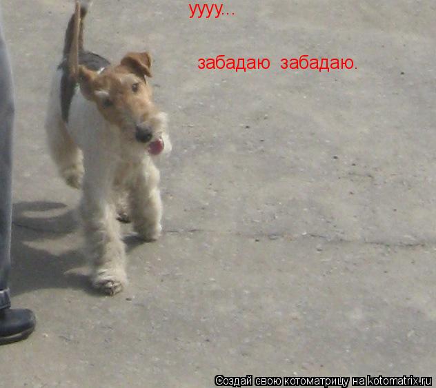 Котоматрица: уууу... забадаю  забадаю.