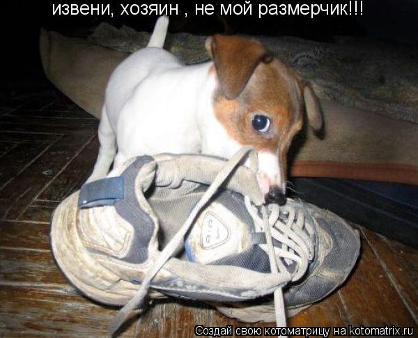 извени, хозяин , не мой размерчик!!!... Котоматрица: извени, хозяин , не мой размерчик!!!