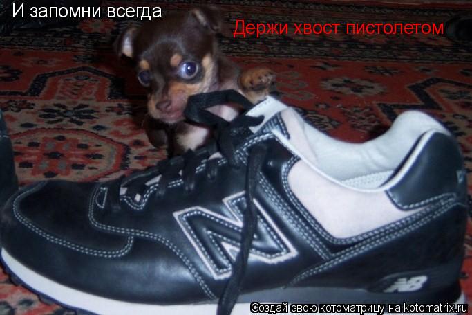Котоматрица: И запомни всегда Держи хвост пистолетом