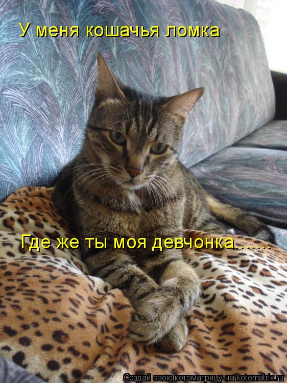 Котоматрица: У меня кошачья ломка Где же ты моя девчонка.......