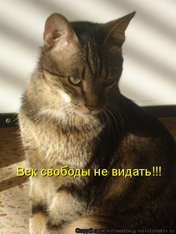 Котоматрица: Век свободы не видать!!!
