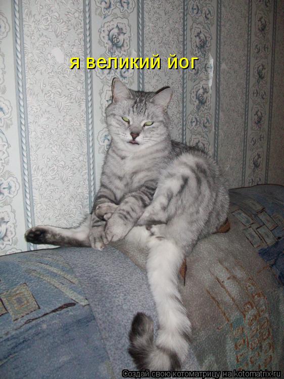 Котоматрица: я великий йог