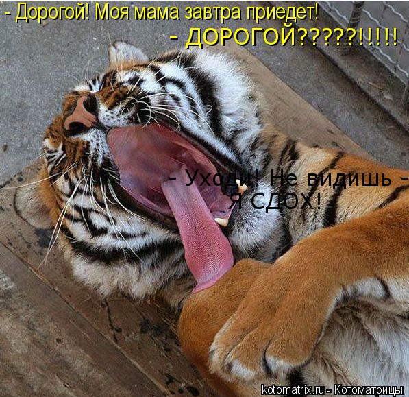 Котоматрица: - Дорогой! Моя мама завтра приедет! - ДОРОГОЙ?????!!!!! - Уходи! Не видишь - Я СДОХ!