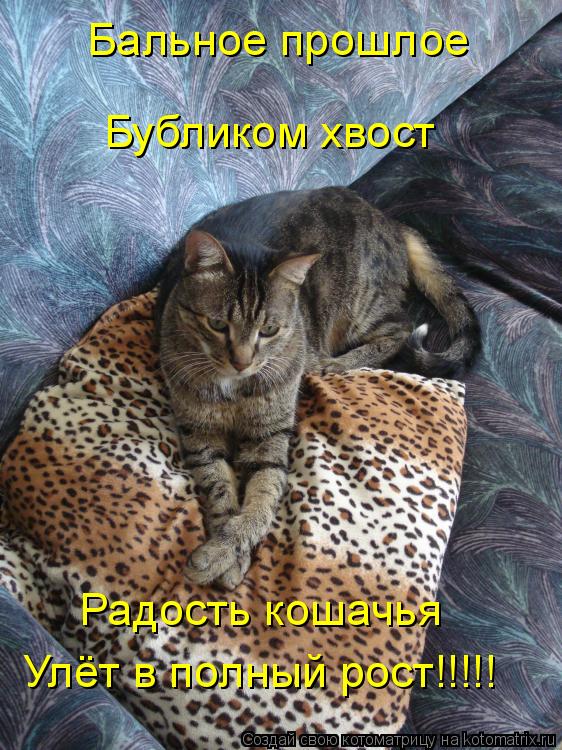 Котоматрица: Бальное прошлое  Бубликом хвост Радость кошачья Улёт в полный рост!!!!!