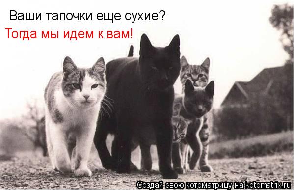 Котоматрица: Ваши тапочки еще сухие? Тогда мы идем к вам!
