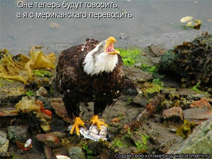 Котоматрица: Оне теперь будут говорить,  а я с мериканскаго переводить