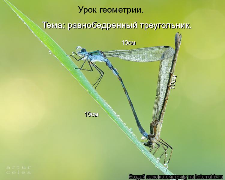 Урок геометрии. Тема: равнобедренный треугольник. 10см 10см 10см... Котоматрица: Урок геометрии. Тема: равнобедренный треугольник. 10см 10см 10см