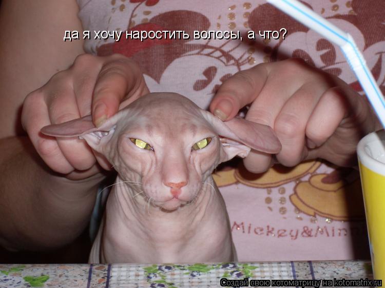 да я хочу наростить волосы, а что?... Котоматрица: да я хочу наростить волосы, а что?