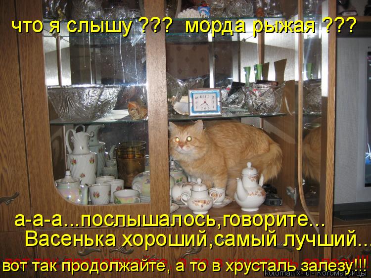 Котоматрица: что я слышу ???  морда рыжая ??? а-а-а...послышалось,говорите... Васенька хороший,самый лучший... вот так продолжайте, а то в хрусталь залезу!!! вот 