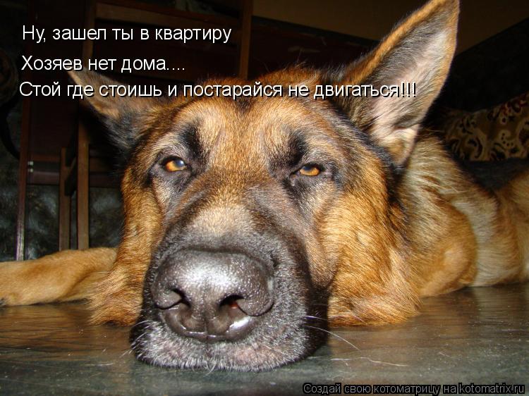 Котоматрица: Ну, зашел ты в квартиру Хозяев нет дома.... Стой где стоишь и постарайся не двигаться!!!