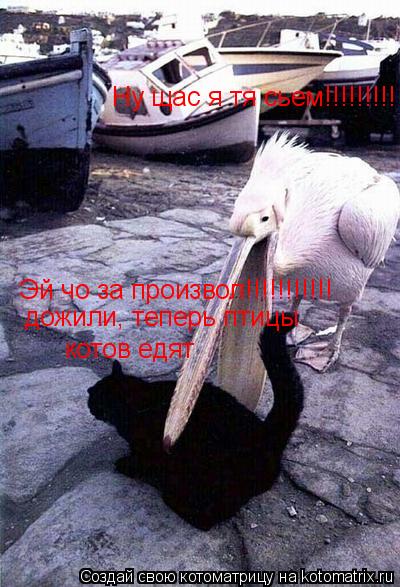 Ну щас я тя сьем!!!!!!!!! Эй чо за произвол!!!!!!!!!!! дожили, теперь птицы котов едят... Котоматрица: Ну щас я тя сьем!!!!!!!!! Эй чо за произвол!!!!!!!!!!! дожили, теперь птицы котов едят