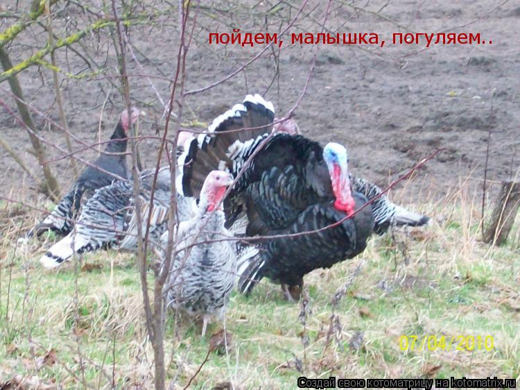 пойдем, малышка, погуляем..... Котоматрица: пойдем, малышка, погуляем..