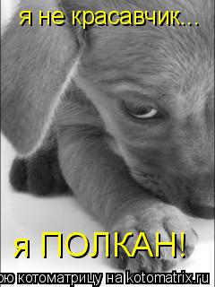 Котоматрица: я не красавчик... я ПОЛКАН!