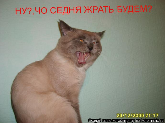 Котоматрица: НУ?,ЧО СЕДНЯ ЖРАТЬ БУДЕМ?