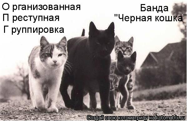 Котоматрица: О рганизованная П реступная Г руппировка Банда "Черная кошка"